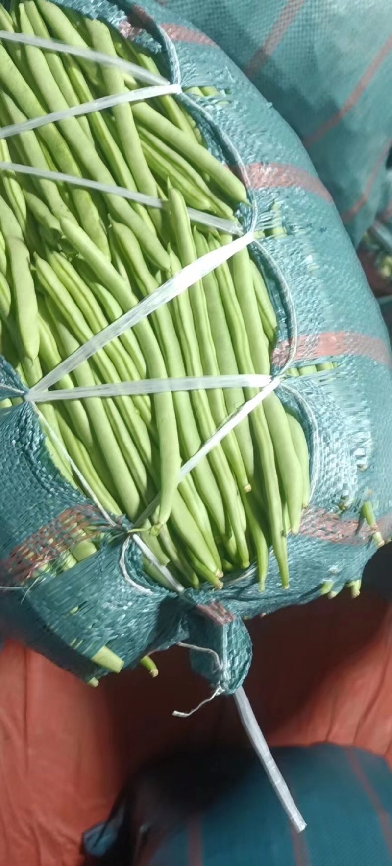 精品小金豆（四季豆）诚信报价，产地直发