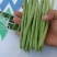 精品小金豆（四季豆）诚信报价，产地直发
