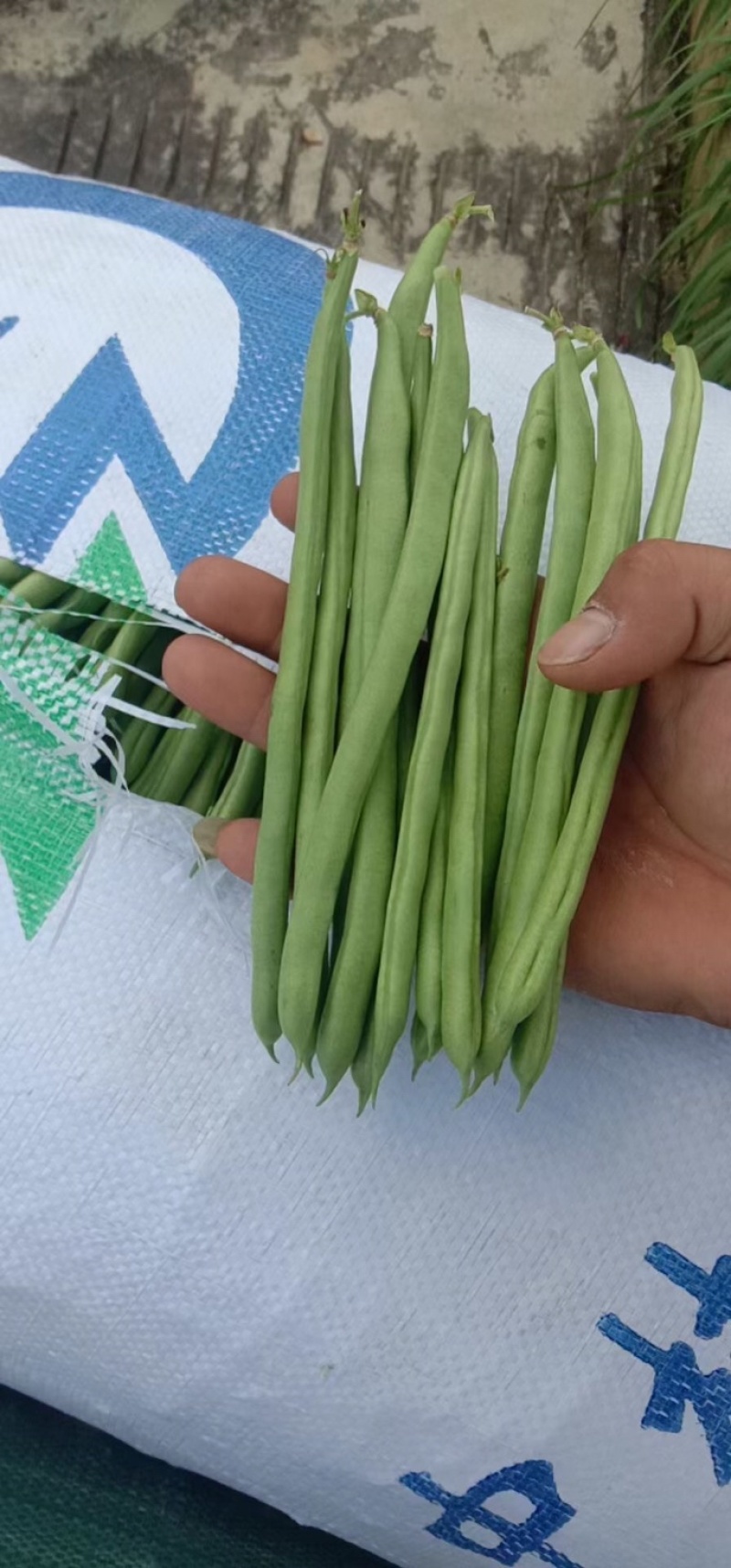 精品小金豆（四季豆）诚信报价，产地直发