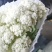 永年有机菜花散花菜货源充足无中间商价格便宜