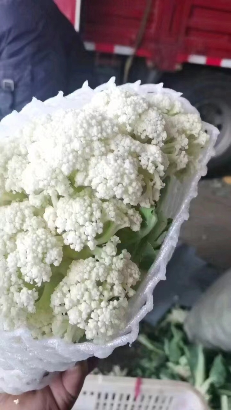 永年有机菜花散花菜货源充足无中间商价格便宜