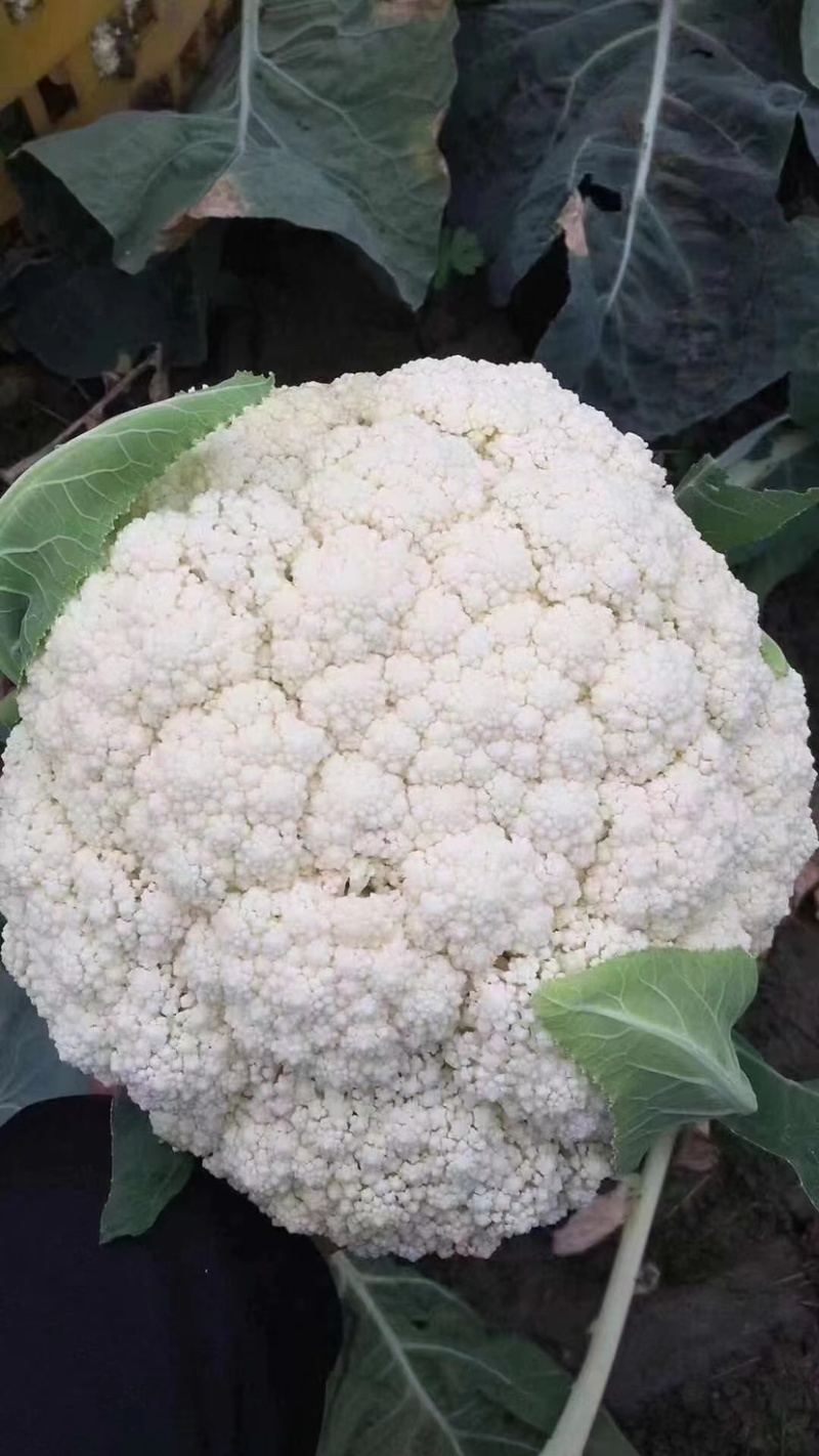 永年有机菜花散花菜货源充足无中间商价格便宜