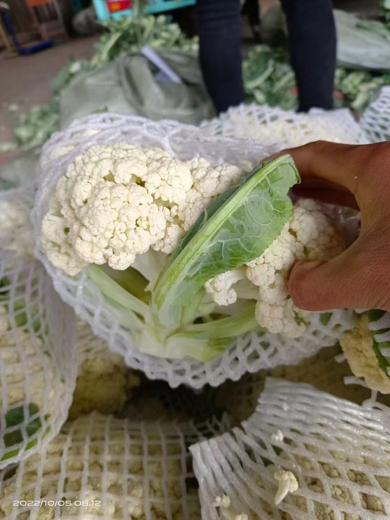 永年有机菜花散花菜货源充足无中间商价格便宜