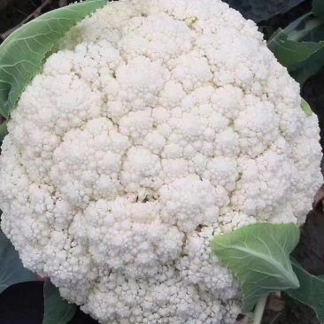 永年有机菜花散花菜货源充足无中间商价格便宜