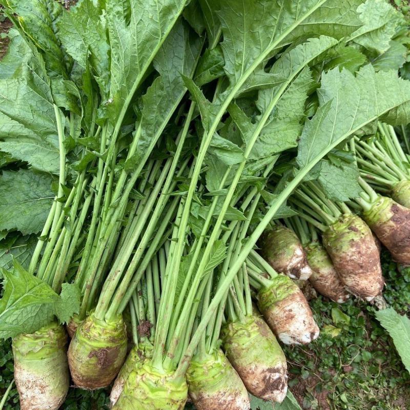 芥菜大量上市万亩基地质量保证来电咨询更加优惠