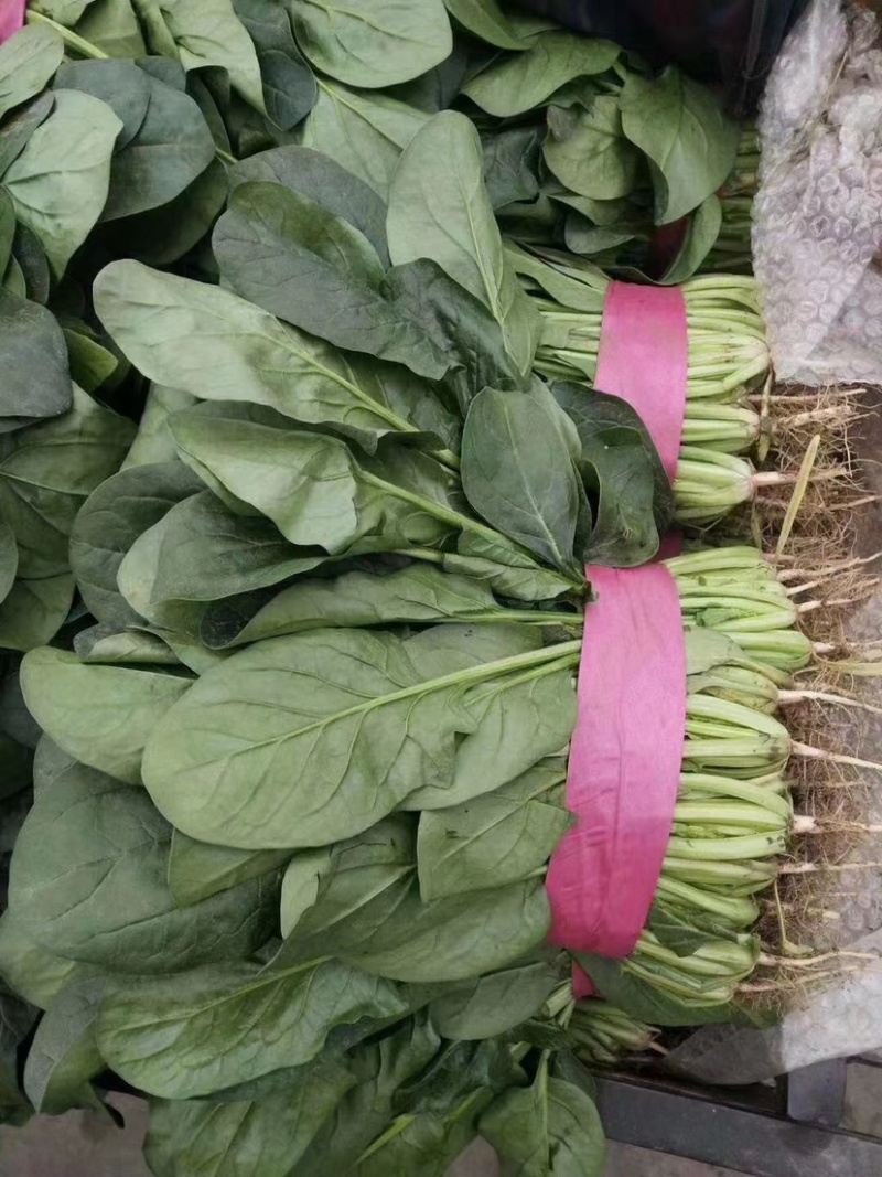 菠菜货源充足电商品质批发价格视频看货价格便宜