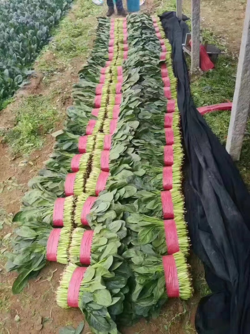 菠菜货源充足电商品质批发价格视频看货价格便宜