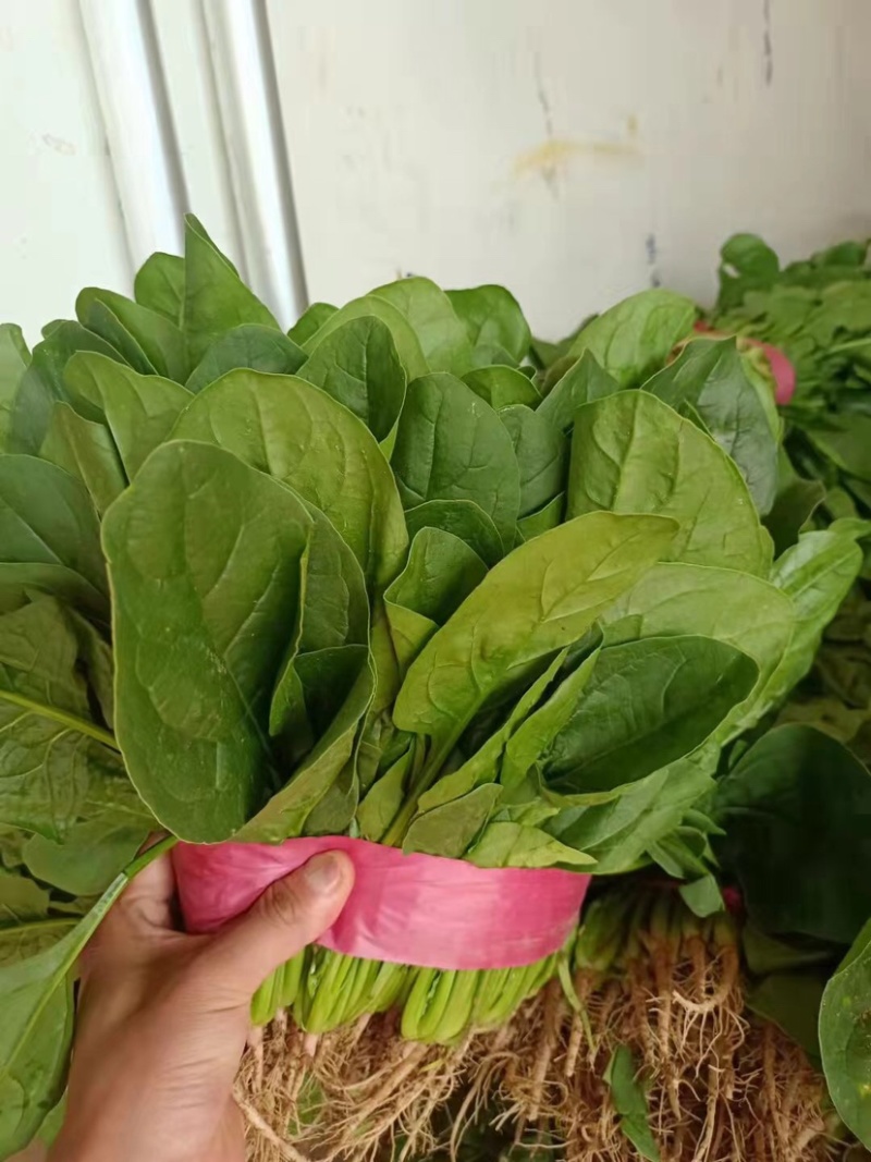 菠菜货源充足电商品质批发价格视频看货价格便宜
