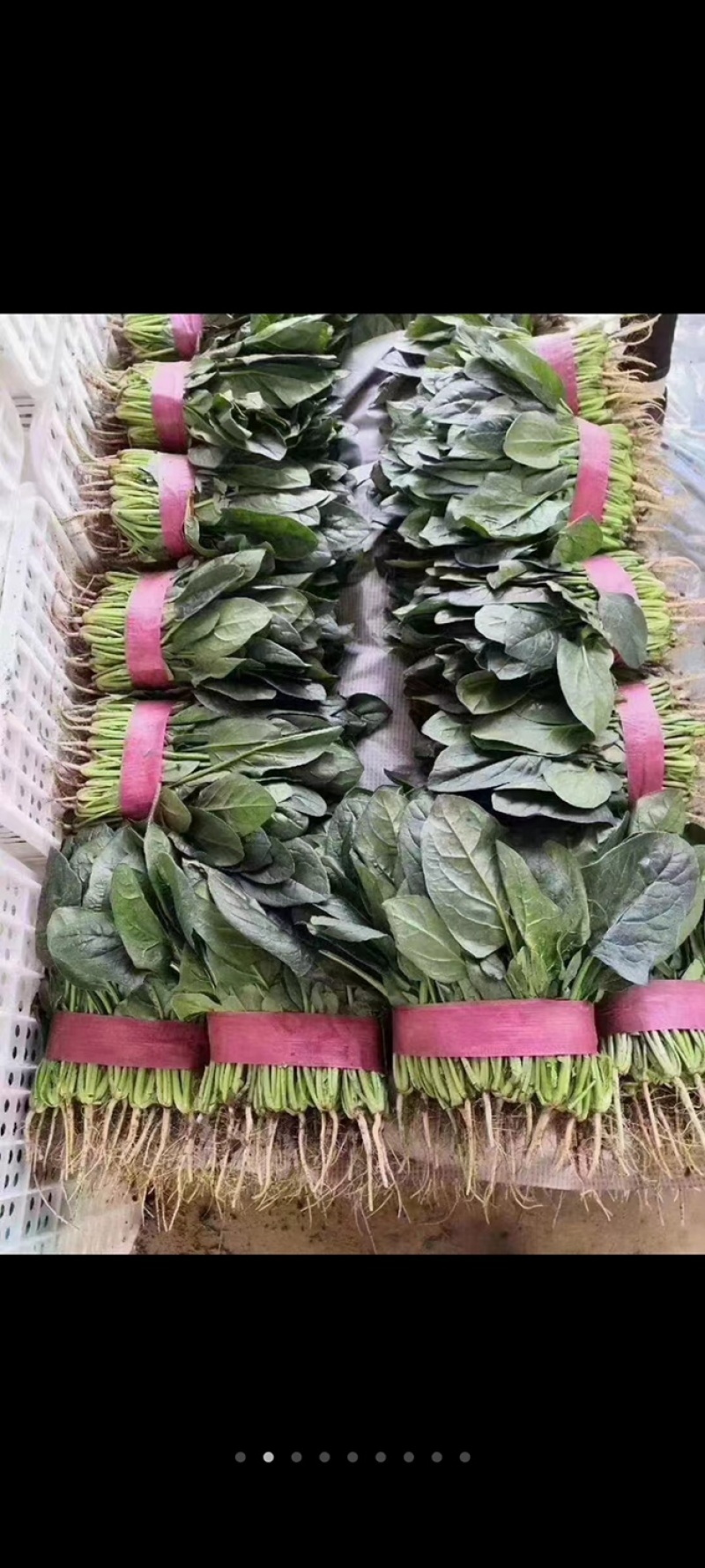 菠菜货源充足电商品质批发价格视频看货价格便宜