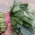 菠菜货源充足电商品质批发价格视频看货价格便宜