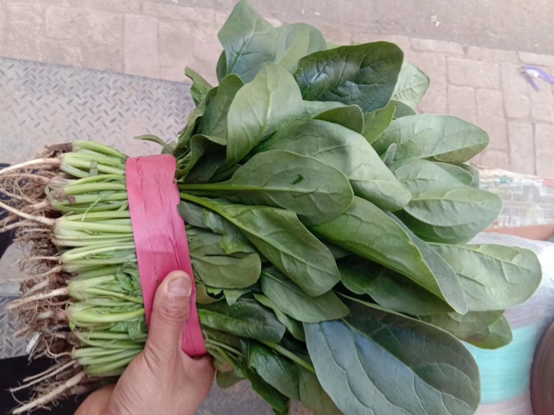 菠菜货源充足电商品质批发价格视频看货价格便宜