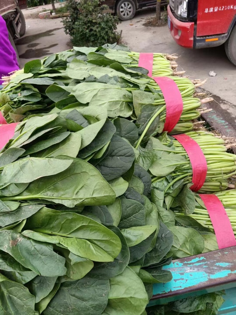 菠菜货源充足电商品质批发价格视频看货价格便宜