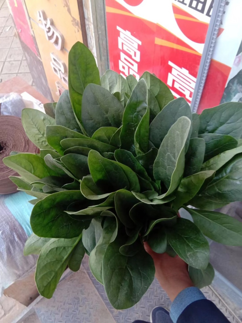 菠菜货源充足电商品质批发价格视频看货价格便宜