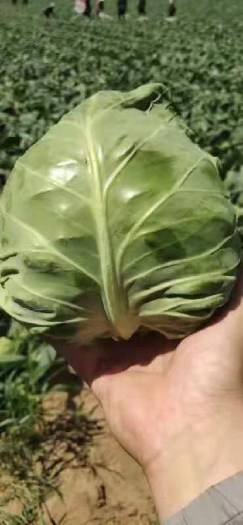 永年绿甘蓝货源充足一手货源视频看货价格便宜