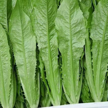 油麦菜永年蔬菜基地视频看货品质保证价格便宜