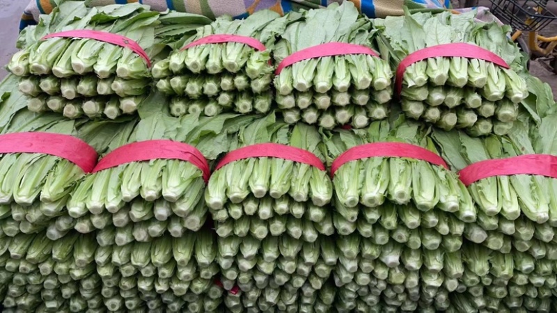 油麦菜永年蔬菜基地视频看货品质保证价格便宜