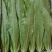 油麦菜永年蔬菜基地视频看货品质保证价格便宜