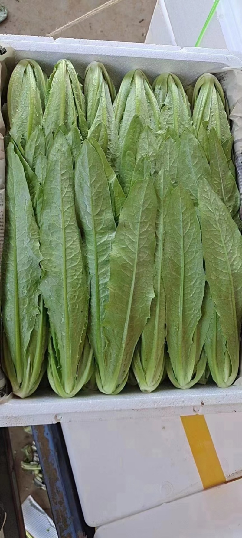 油麦菜永年蔬菜基地视频看货品质保证价格便宜