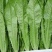 油麦菜永年蔬菜基地视频看货品质保证价格便宜