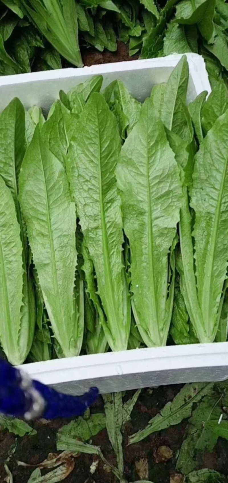 油麦菜永年蔬菜基地视频看货品质保证价格便宜