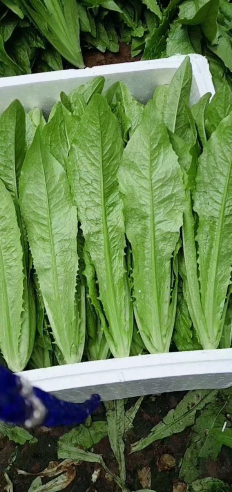 油麦菜永年蔬菜基地视频看货品质保证价格便宜
