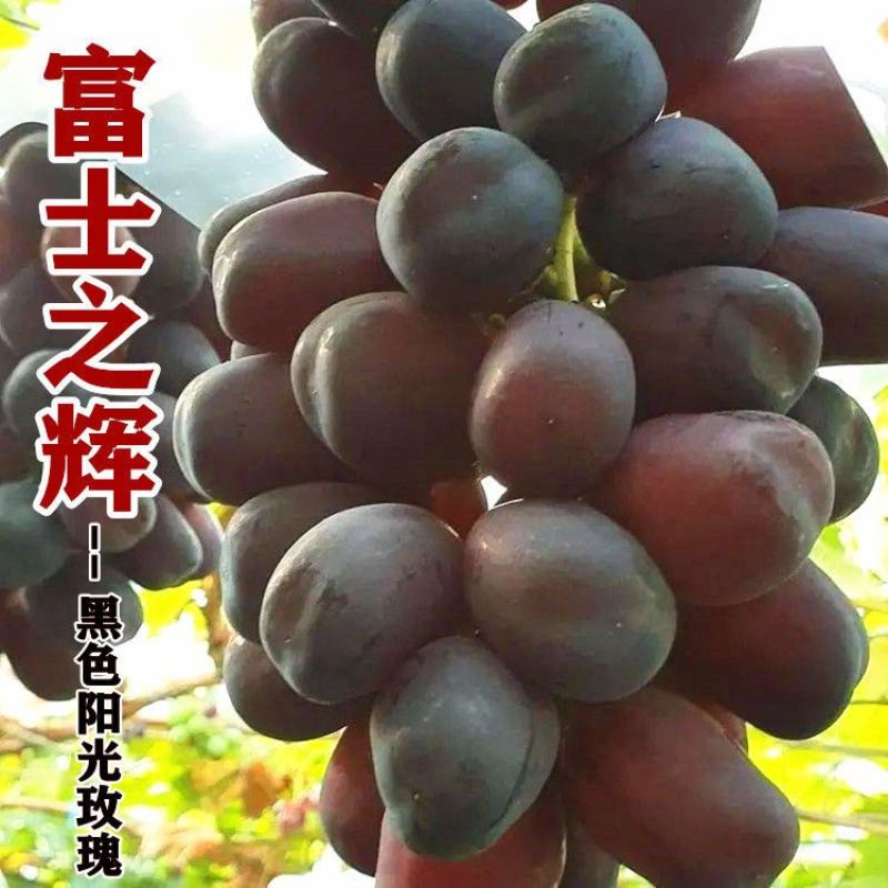 黑色阳光玫瑰葡萄苗黑钻晴王葡萄苗包品种包技术