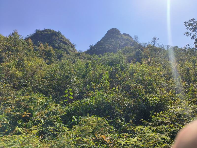 出租可种桉树的山地