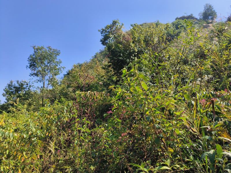 出租可种桉树的山地