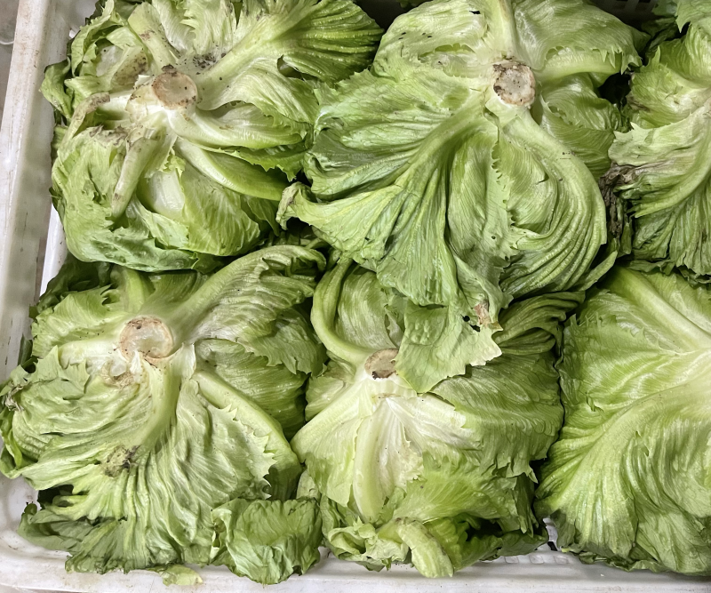 大棚蔬菜，精品球生菜大量上市中，欢迎各地老板前来收购