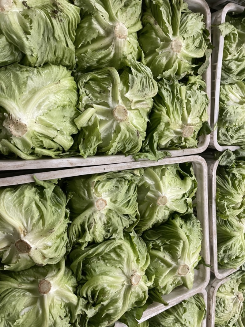 大棚蔬菜，精品球生菜大量上市中，欢迎各地老板前来收购