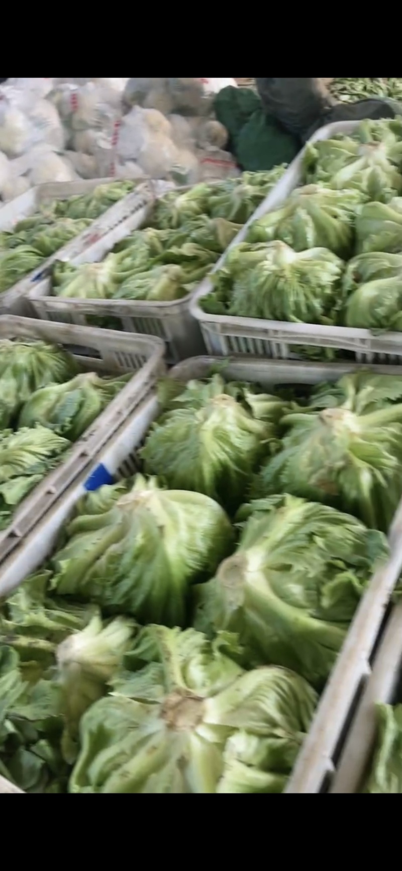 大棚蔬菜，精品球生菜大量上市中，欢迎各地老板前来收购