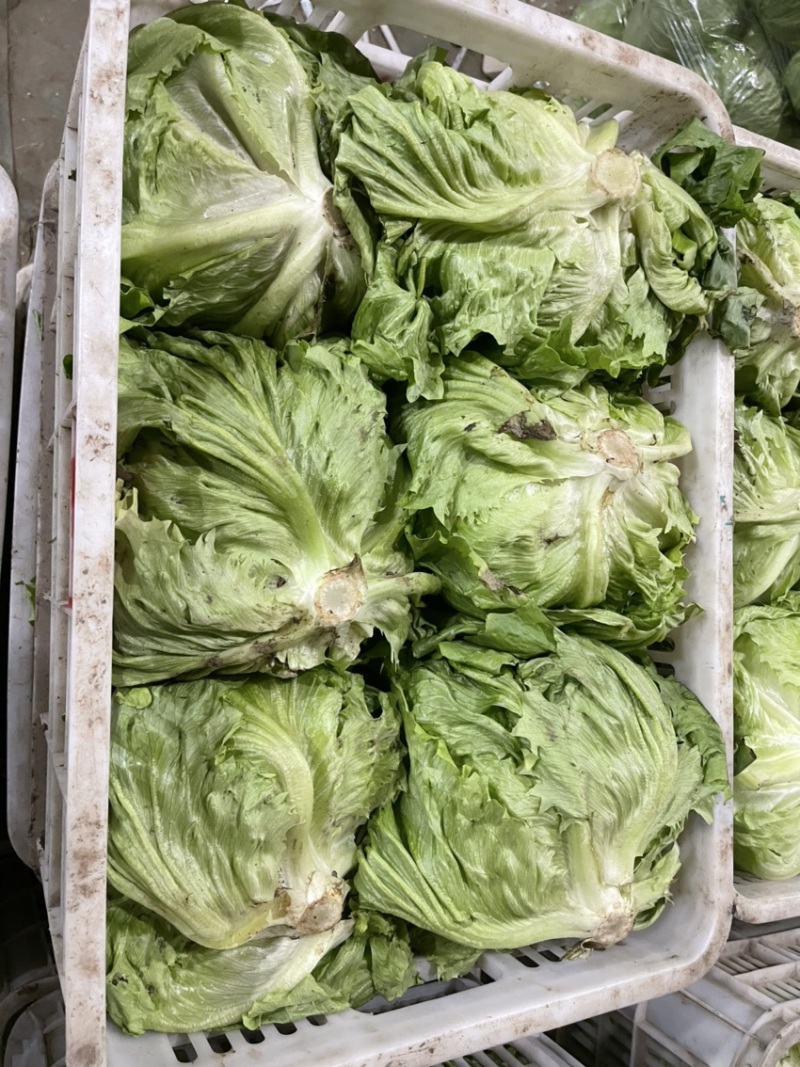 大棚蔬菜，精品球生菜大量上市中，欢迎各地老板前来收购