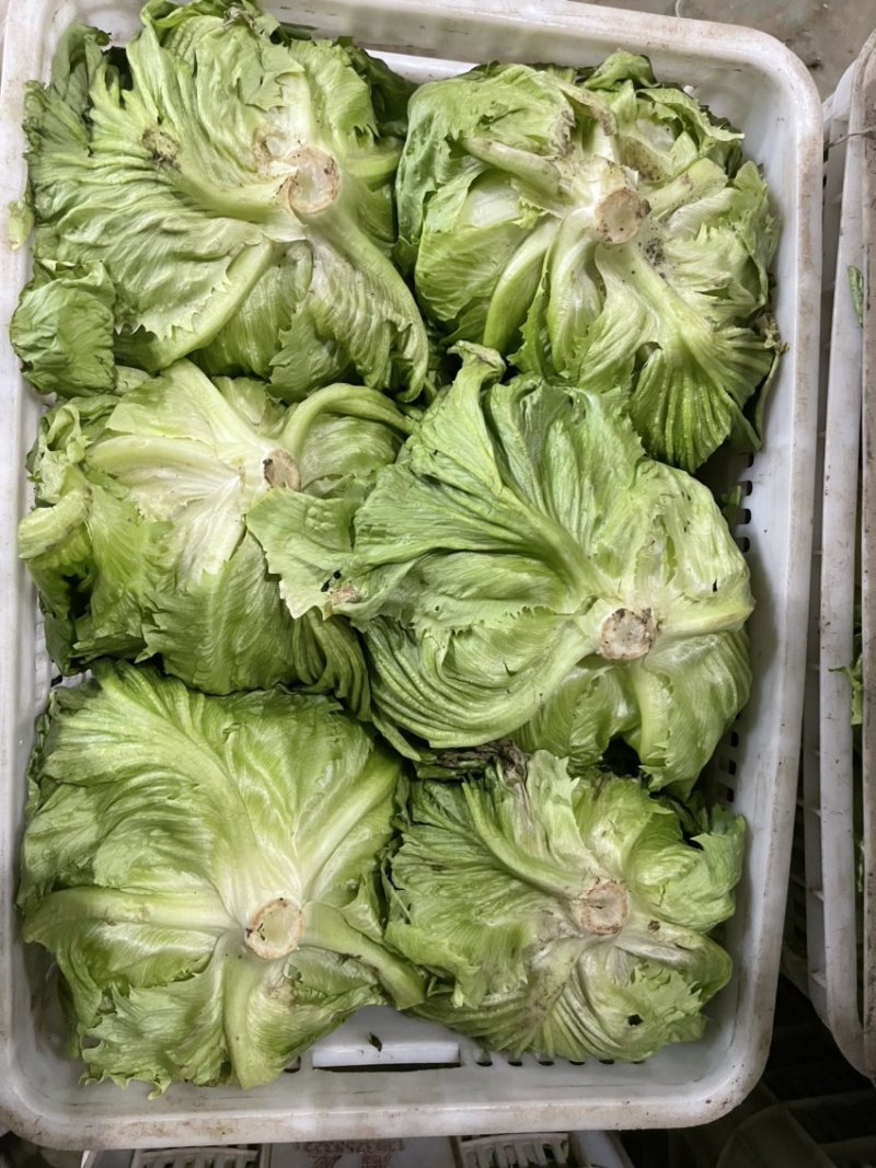 大棚蔬菜，精品球生菜大量上市中，欢迎各地老板前来收购