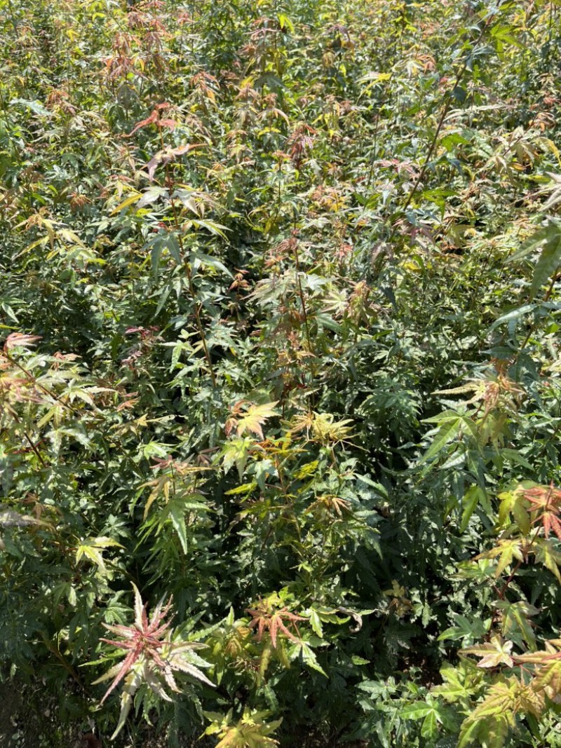 鸡爪槭实生小苗籽播苗产地直销量大质优价格优惠欢迎采购