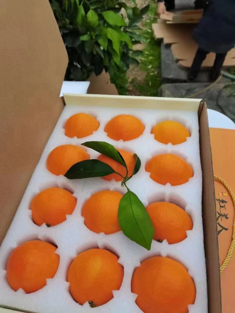 象山红美人橘苗，自有农场，精心管理，价格实惠，提供技术指导！