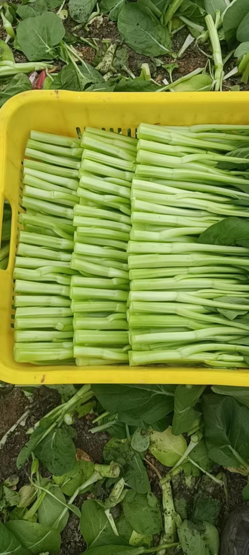 广东菜心菜苔货量充足品质保证量大从优