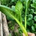 广东菜心菜苔货量充足品质保证量大从优