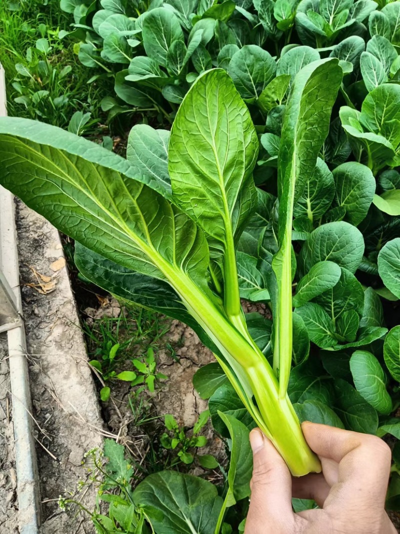 广东菜心菜苔货量充足品质保证量大从优