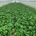 广东菜心菜苔货量充足品质保证量大从优