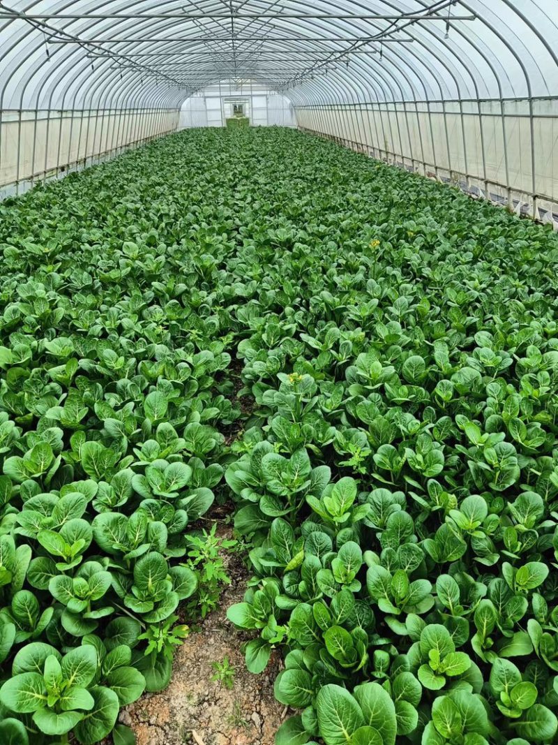 广东菜心菜苔货量充足品质保证量大从优