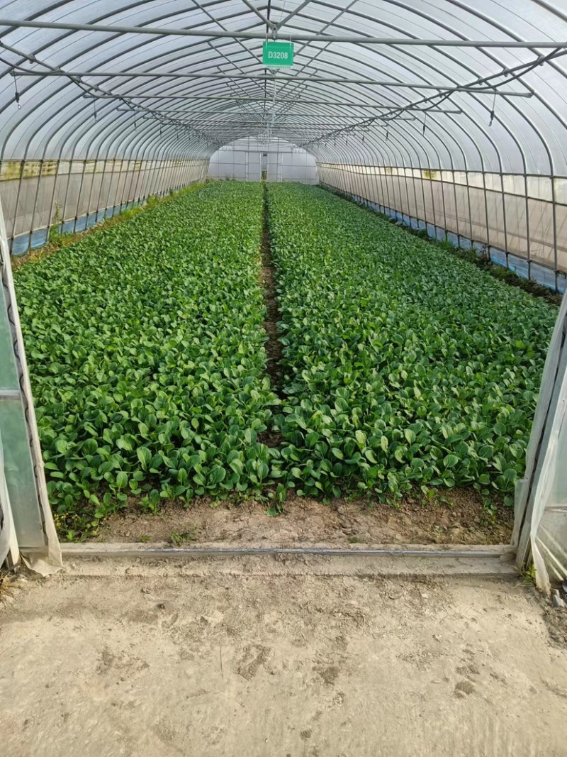 广东菜心菜苔货量充足品质保证量大从优