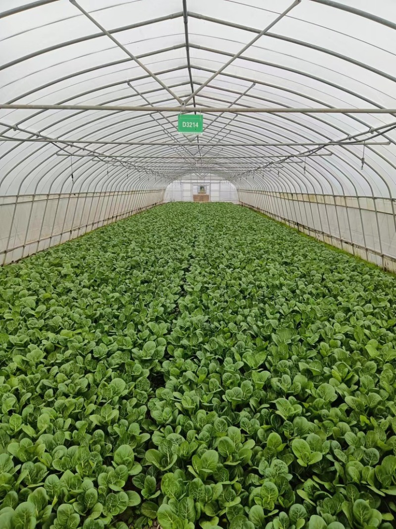广东菜心菜苔货量充足品质保证量大从优