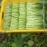 广东菜心菜苔货量充足品质保证量大从优