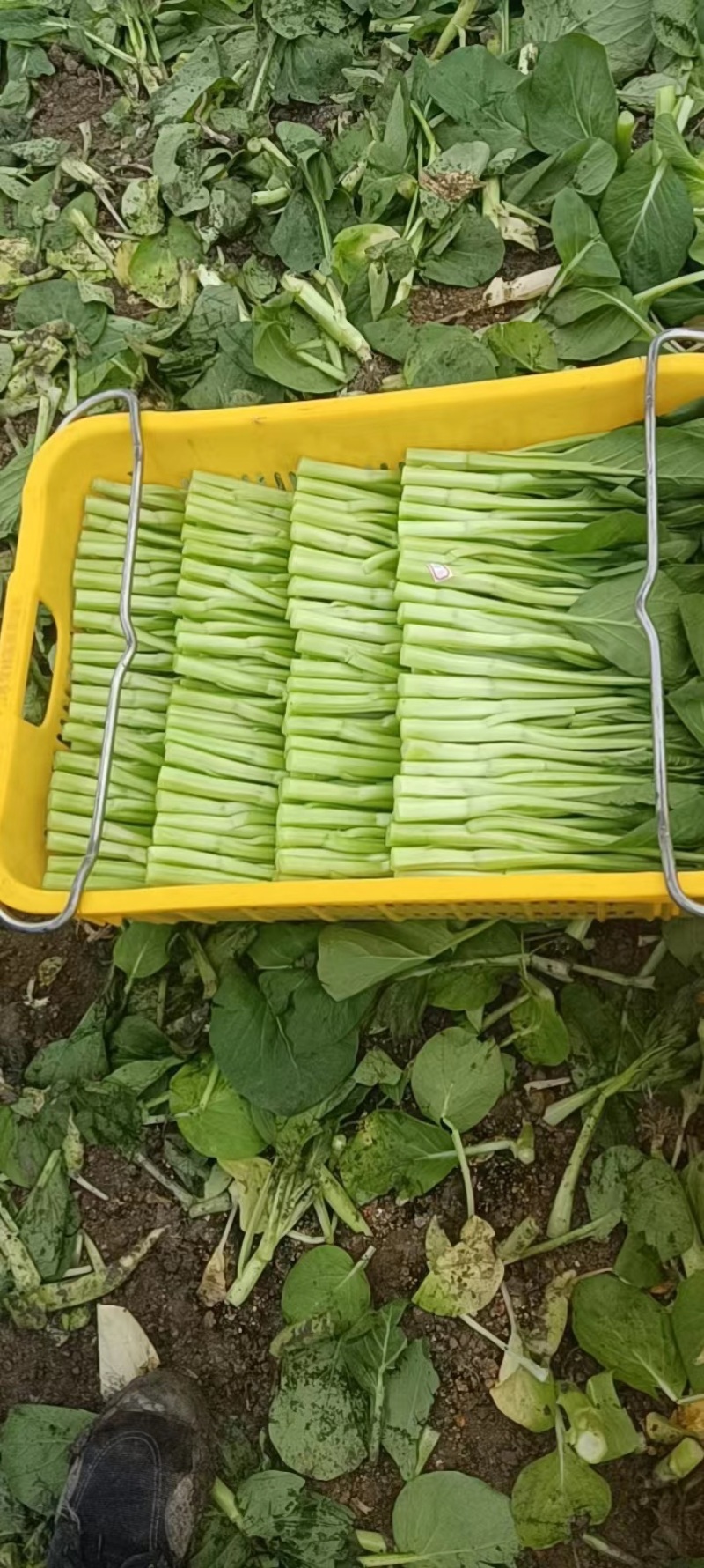 广东菜心菜苔货量充足品质保证量大从优