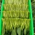 广东菜心菜苔货量充足品质保证量大从优