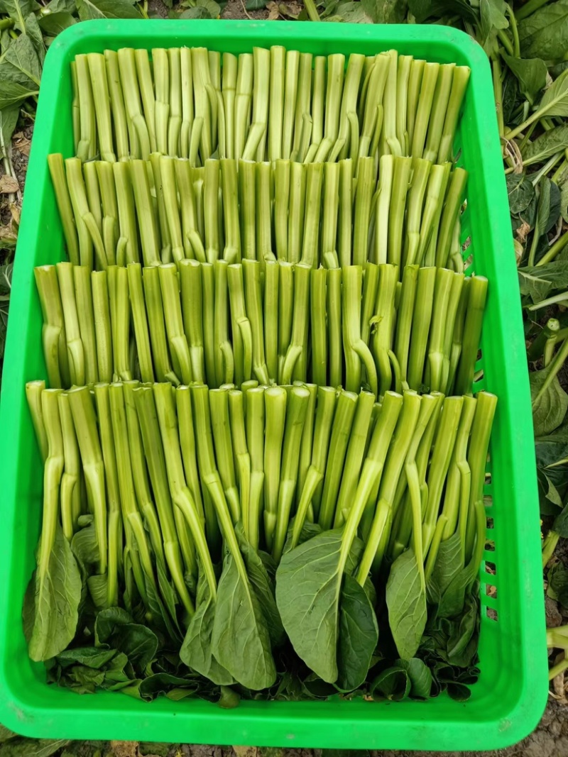 广东菜心菜苔货量充足品质保证量大从优