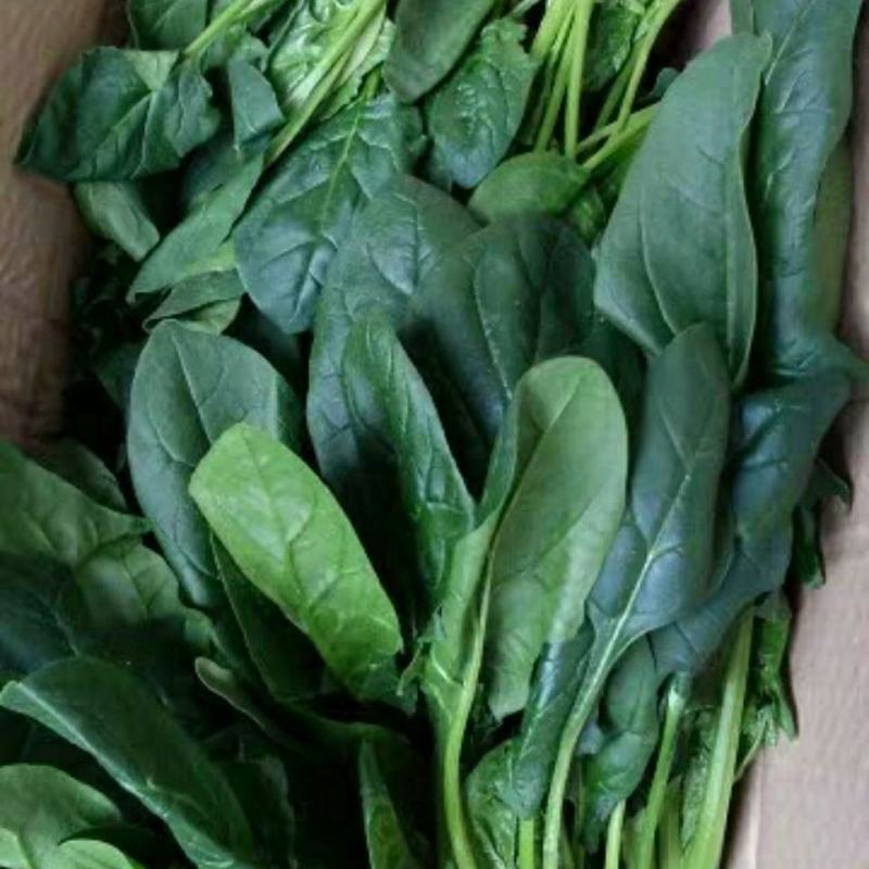精品大叶菠菜大量上市万亩基地价格便宜一条龙服务