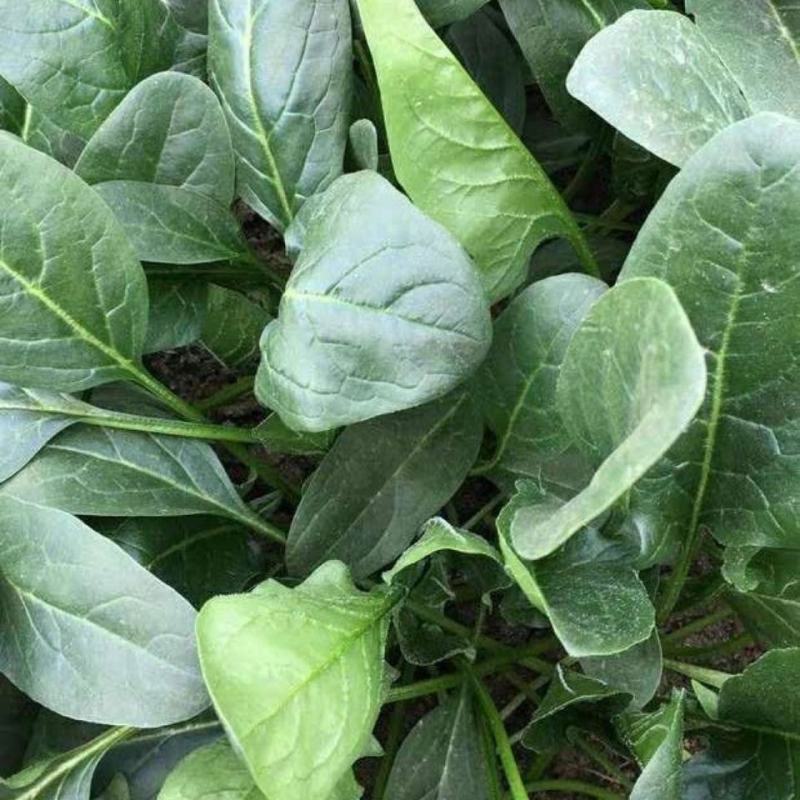 精品大叶菠菜大量上市万亩基地价格便宜一条龙服务
