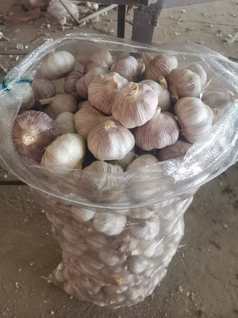 金乡大蒜产地直发向全国供应红皮大蒜白皮大蒜紫皮大蒜