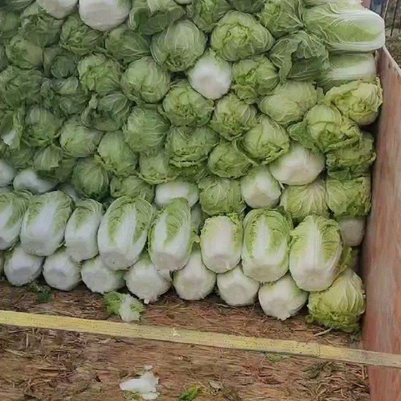 【江苏直发】东台精品黄心白菜产地直发商超平台批发市场对接